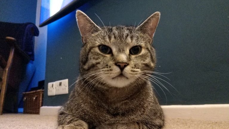 Cat looking at camera