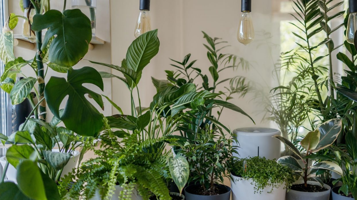 Potted plans inside room