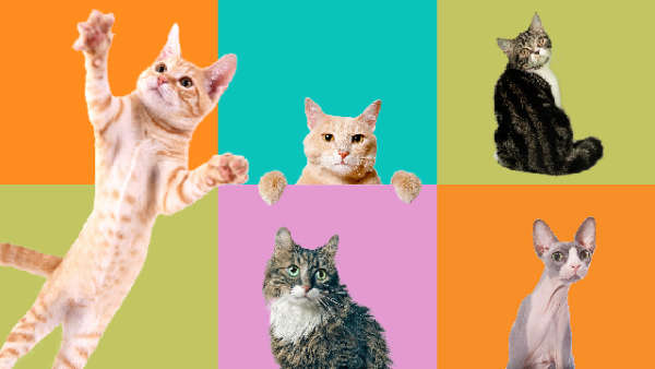 Mixed number of cat breeds in front of a multicolour chequered background.