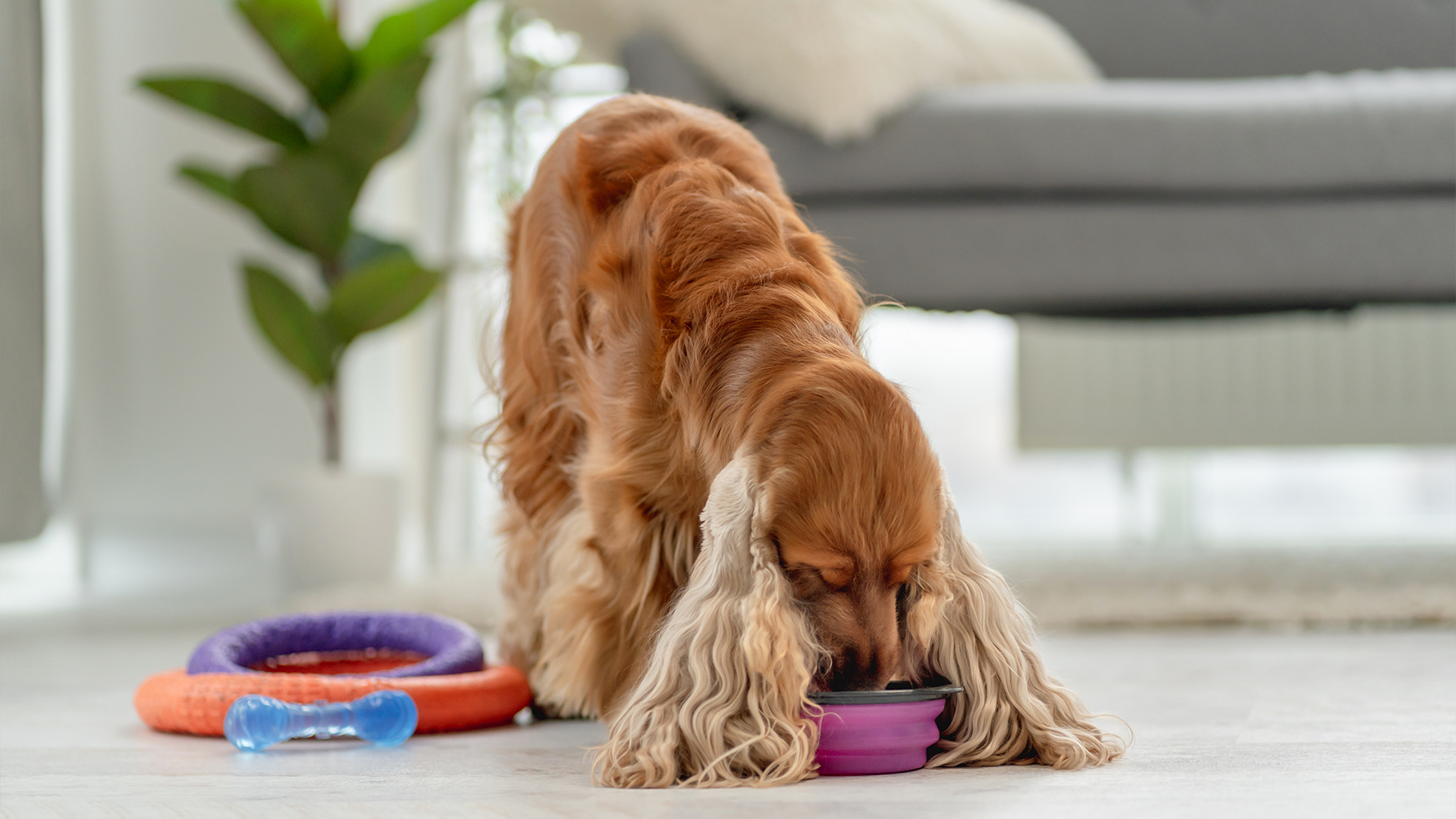 Cocker Spaniel in the home