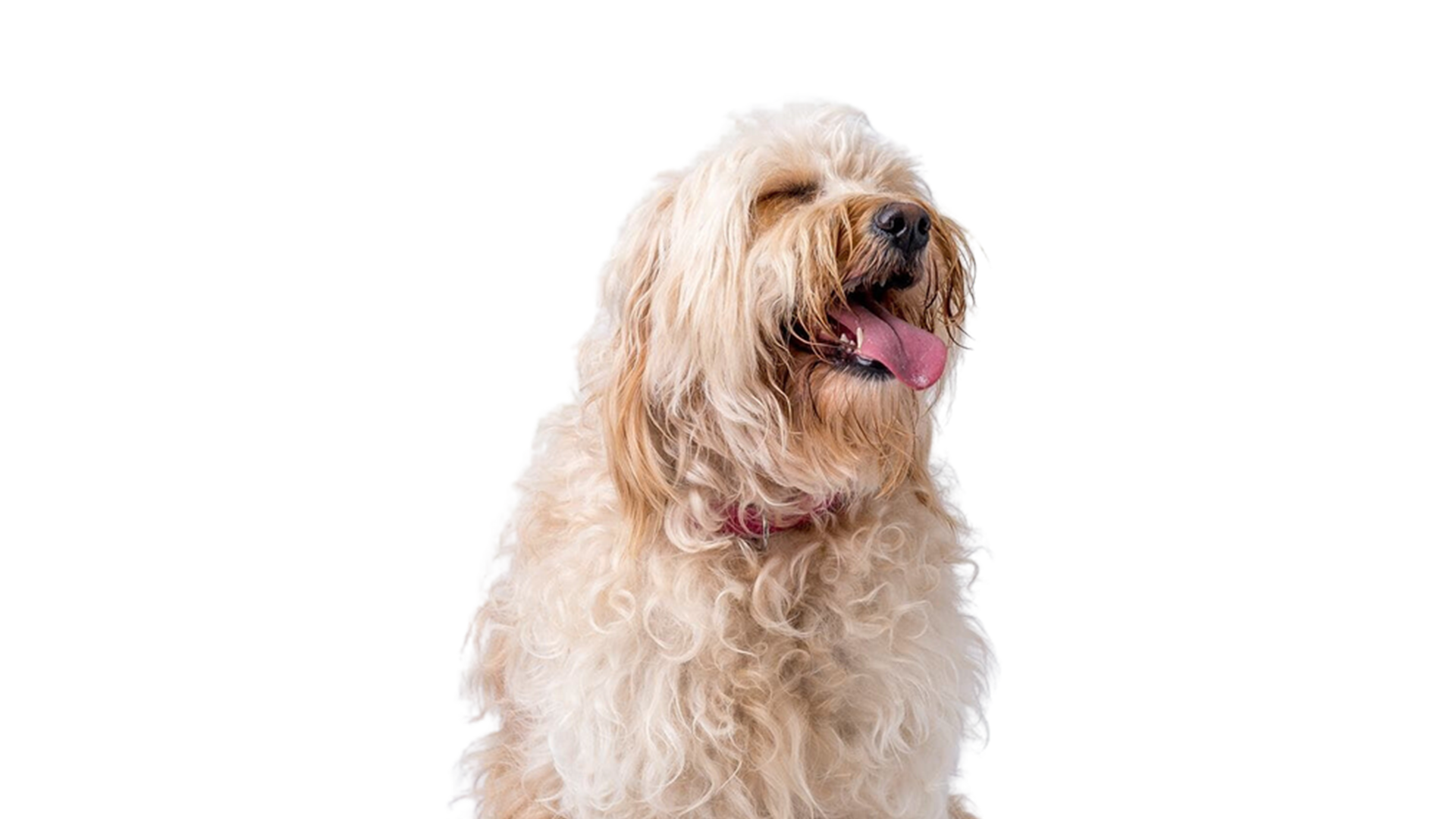 White fluffy dog looking happy