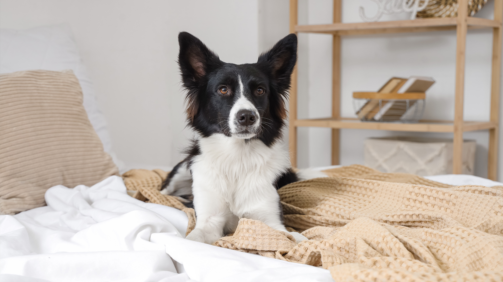 Border Collie with on a bed