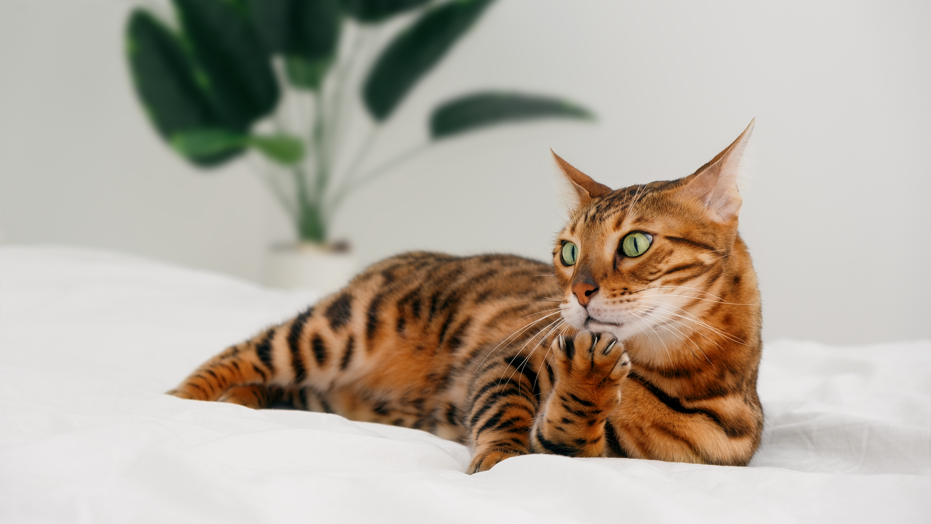 Bengal cat lay on a bed grooming themselves. 