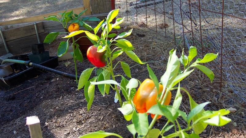 Bell peppers growing in a vegetable patch