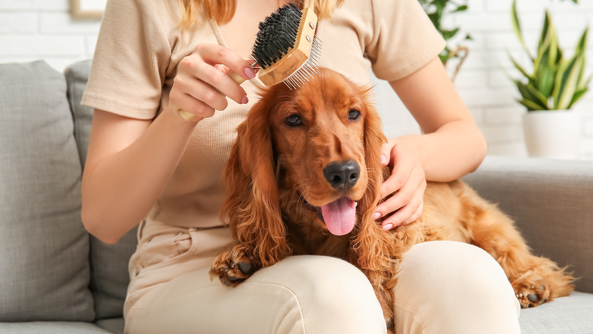 Person brushing a Cocker Spaniel. 