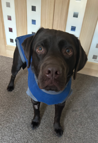 Chocolate brown labrador wearing buster vest