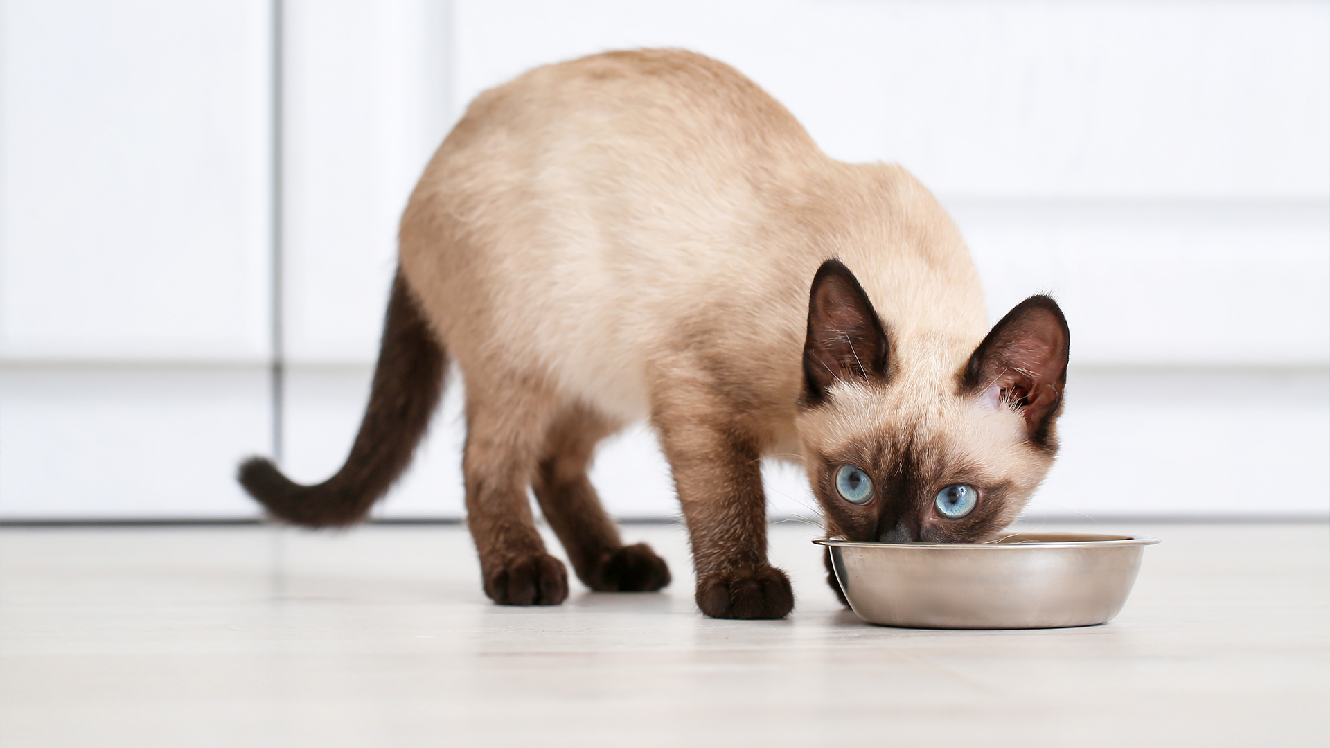 Siamese cat eating