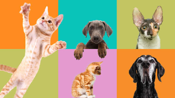 Mixed cats and dogs in front of a multicolour chequered background.