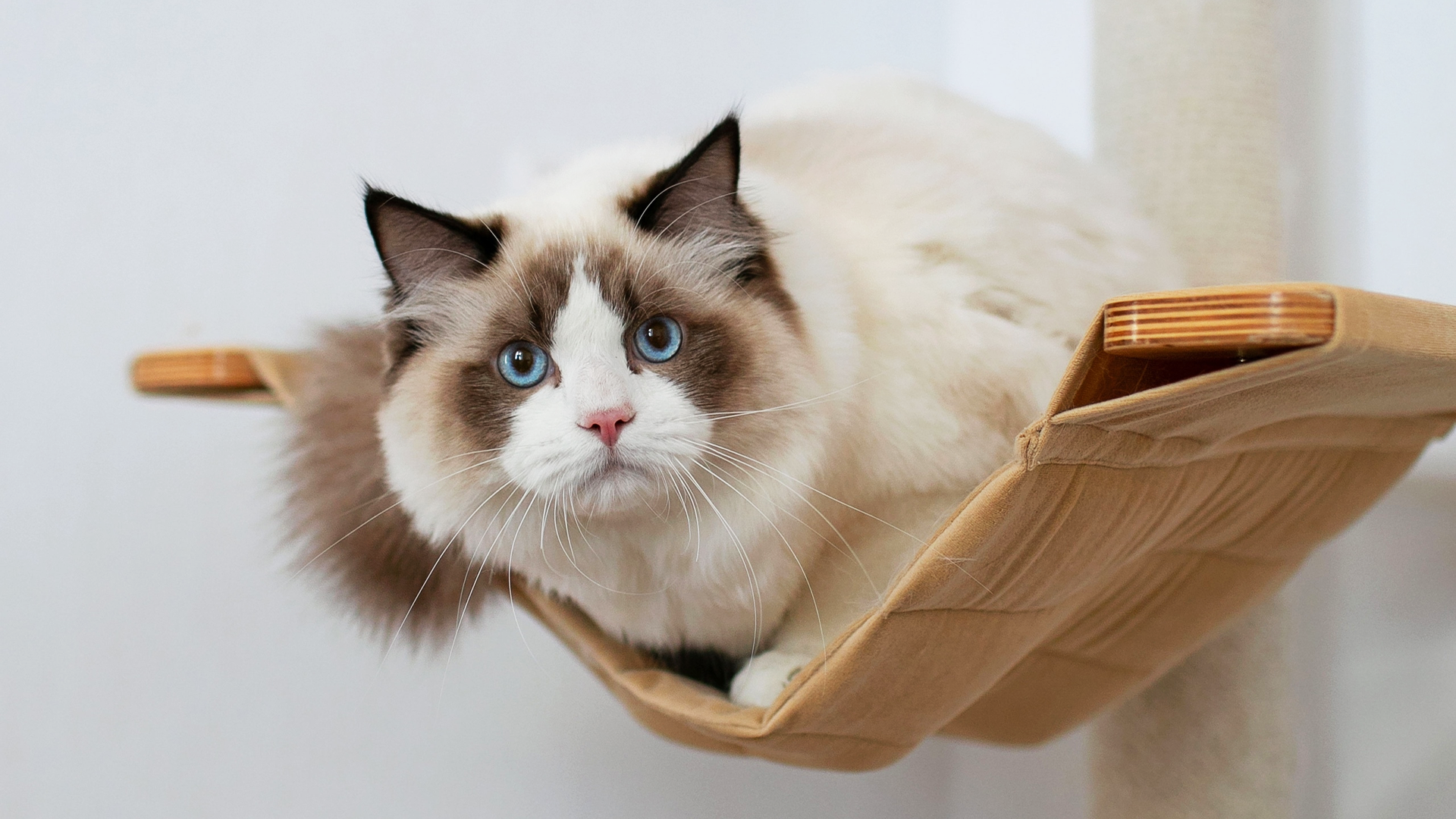 Ragdoll cat lying down
