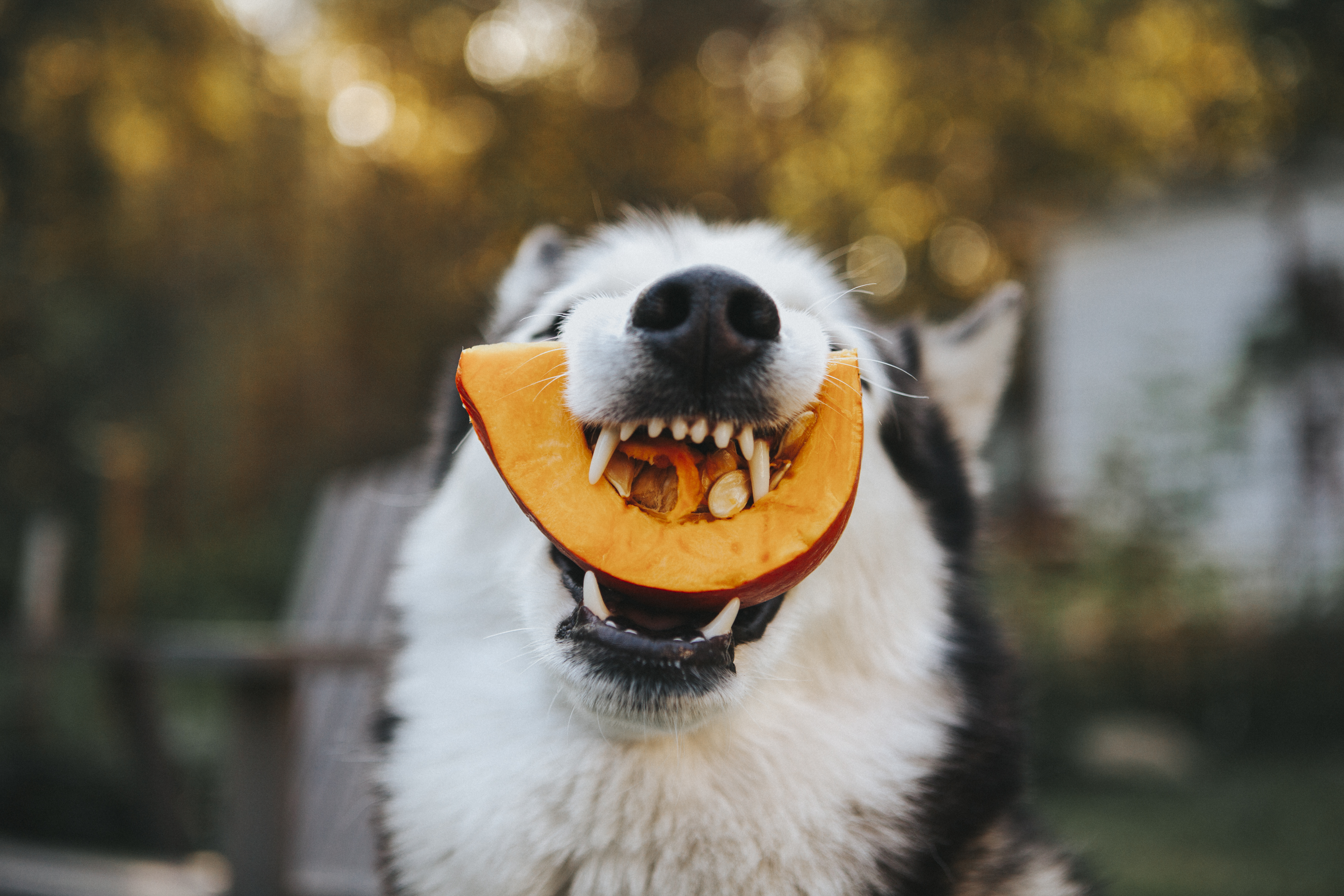 Dog eating pumpkin
