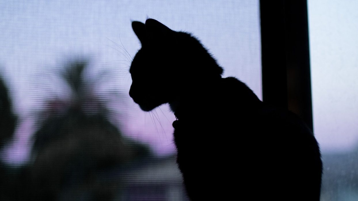 The silhouette of a cat