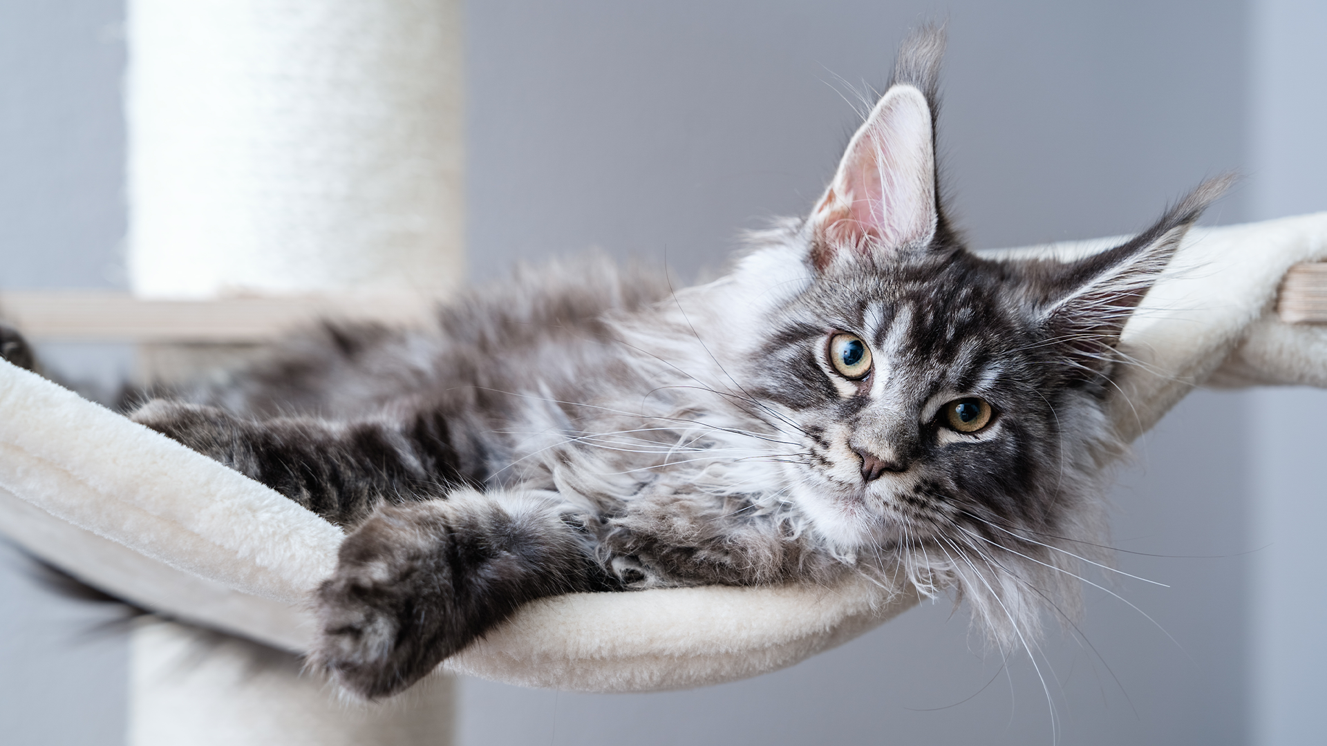 Maine Coon cat resting with fluffy fur