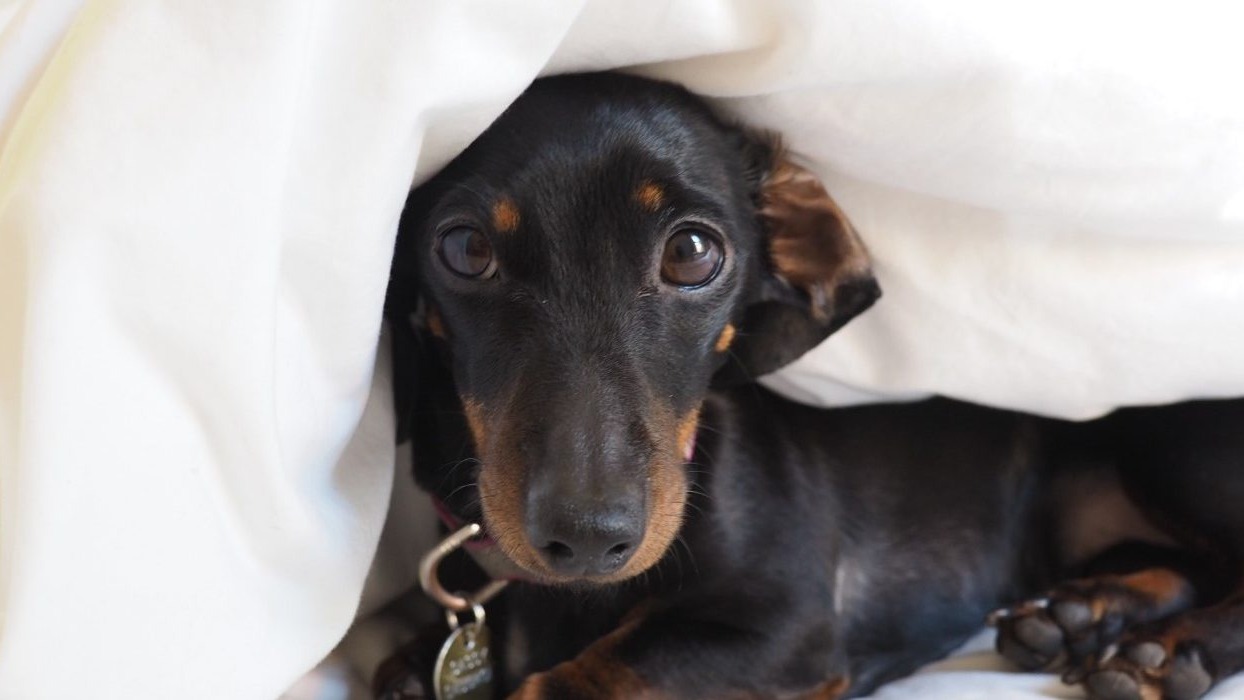 Sausage dog underneath a bed quilt