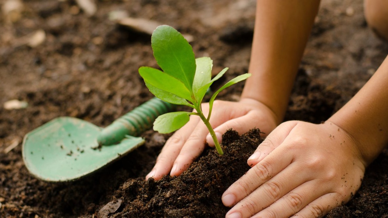 Child planting a flower in soil