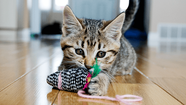 Moggy kitten playing with toy mouse