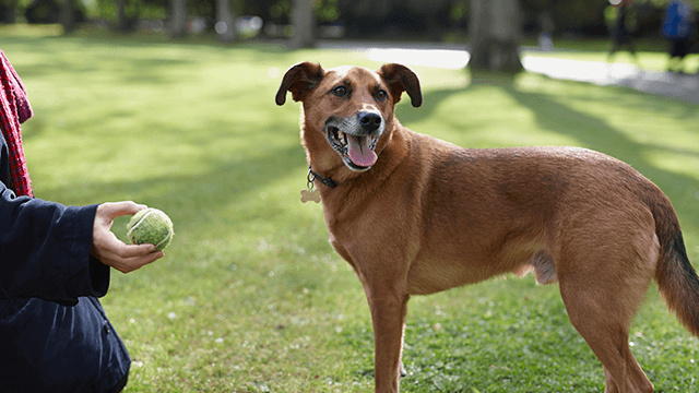 Dog playing catch with a green tennis ball
