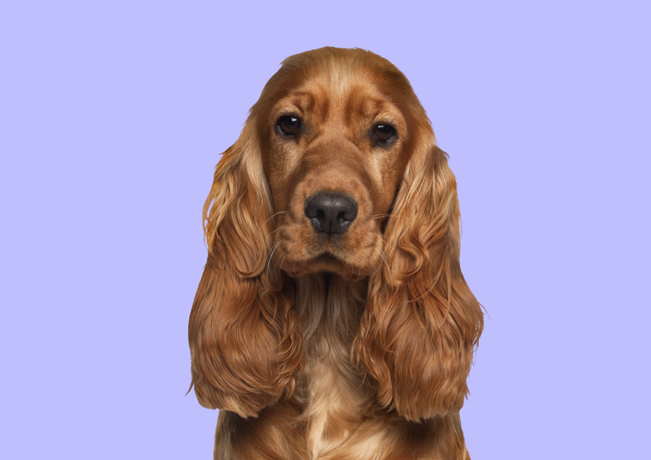 Cocker Spaniel