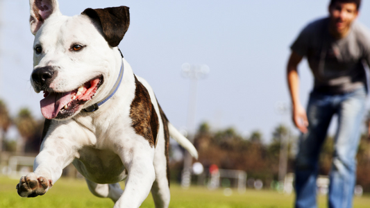 Dog running in field with person behind them