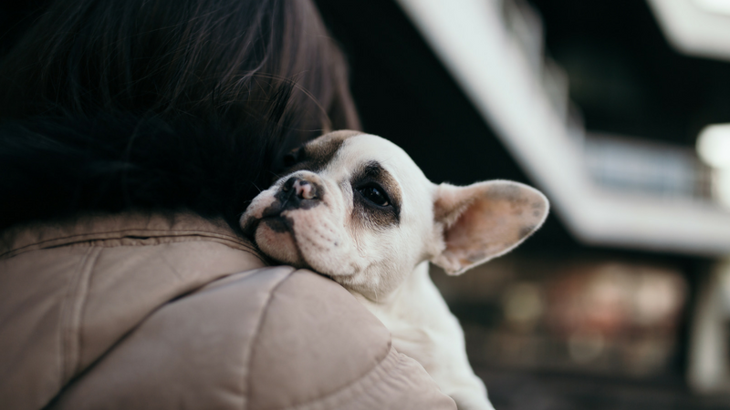 Dog with head on person's shoulder