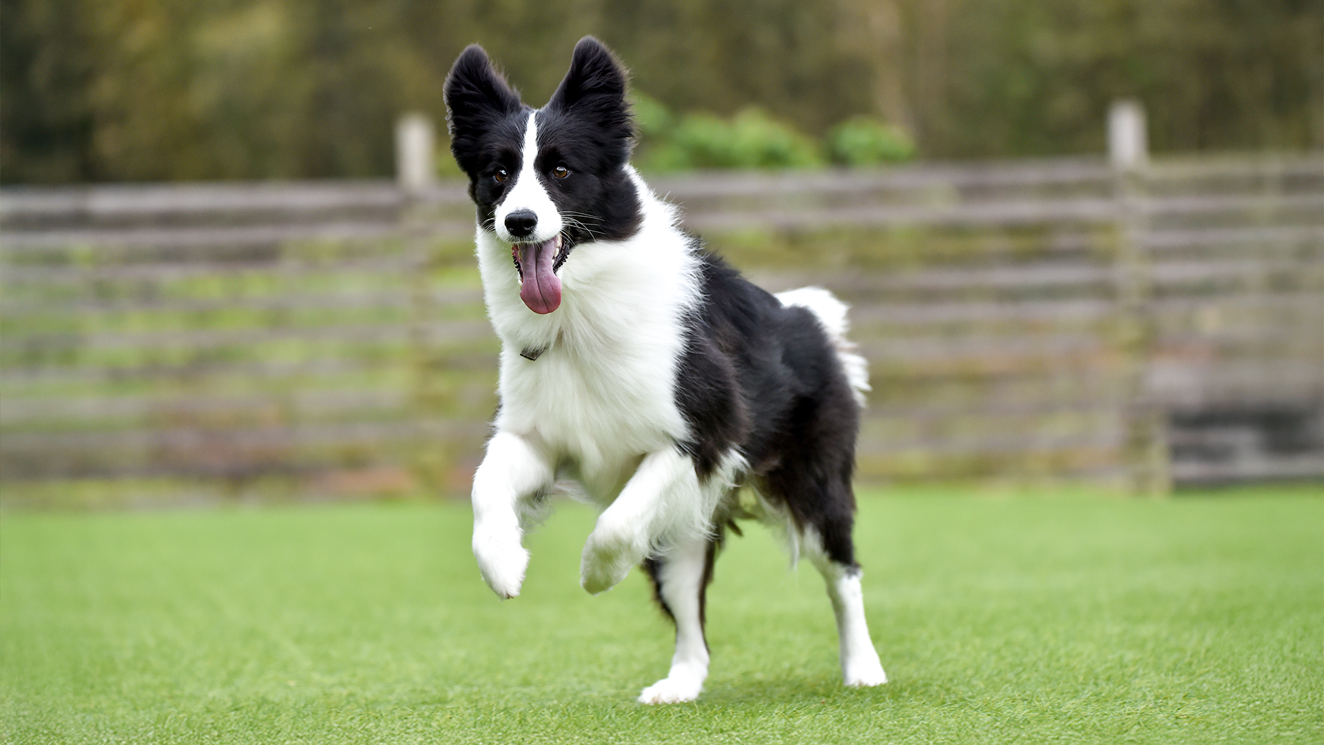 Border Collie at the park