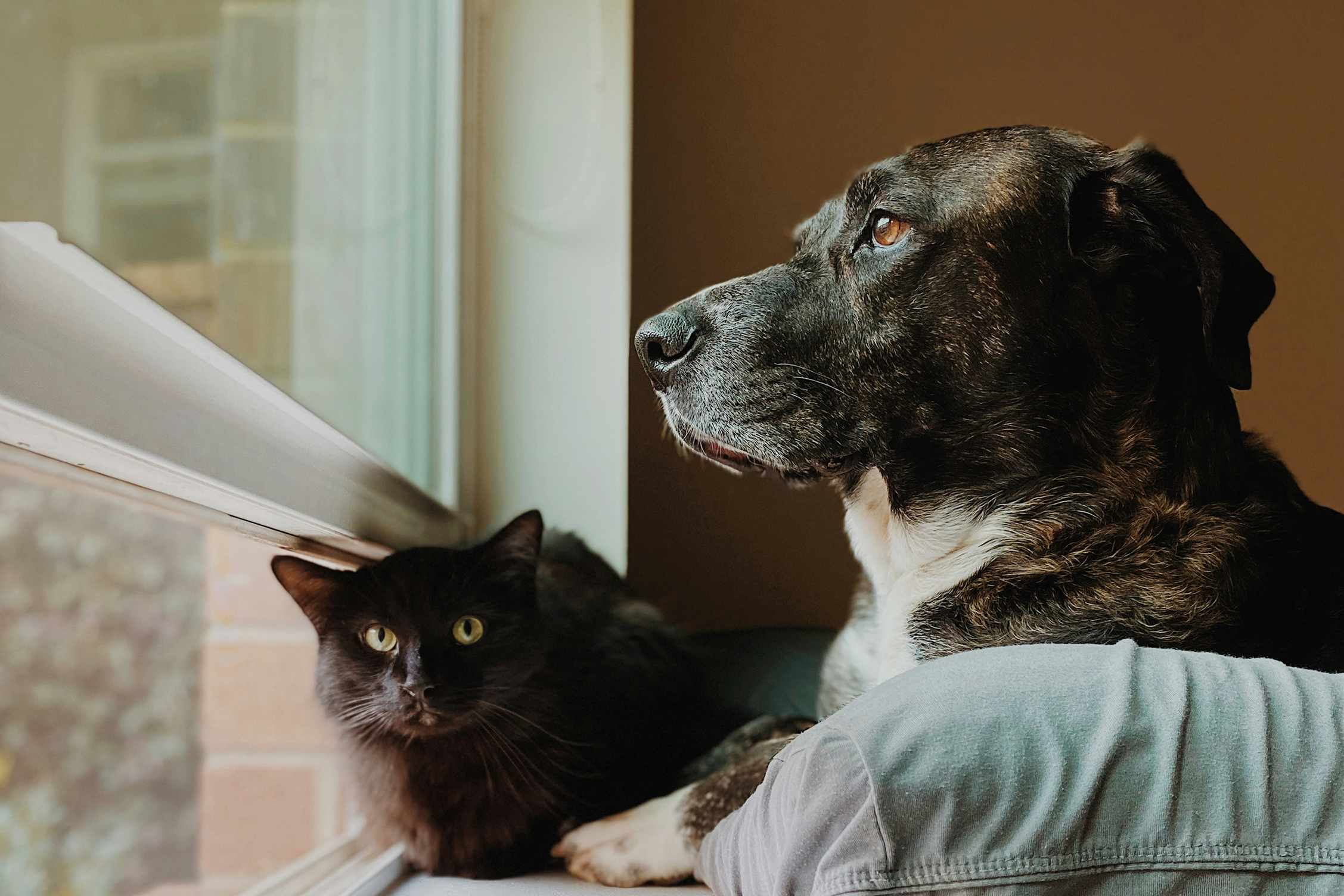 Cat and dog next to window