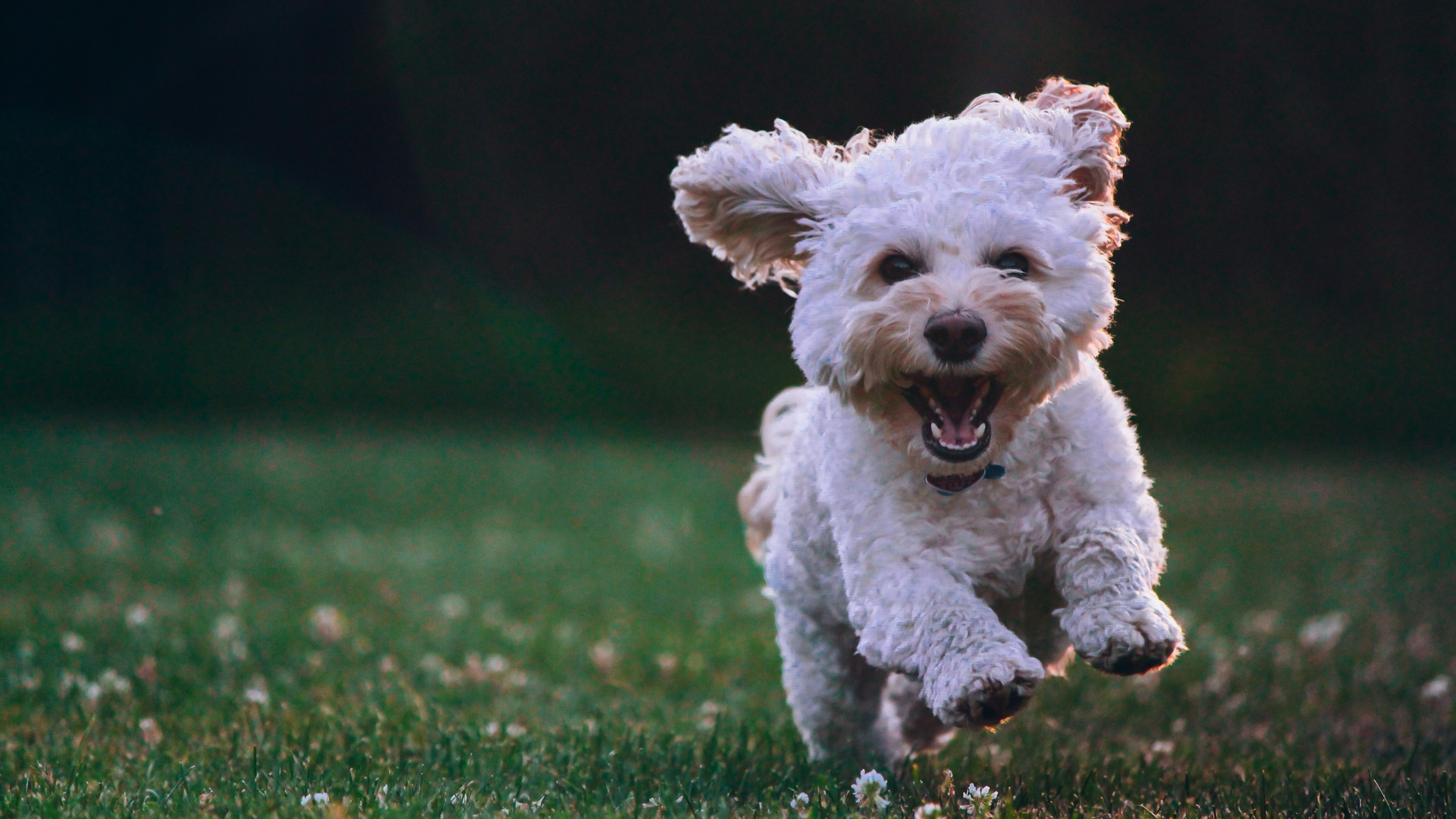 Dog running on grass