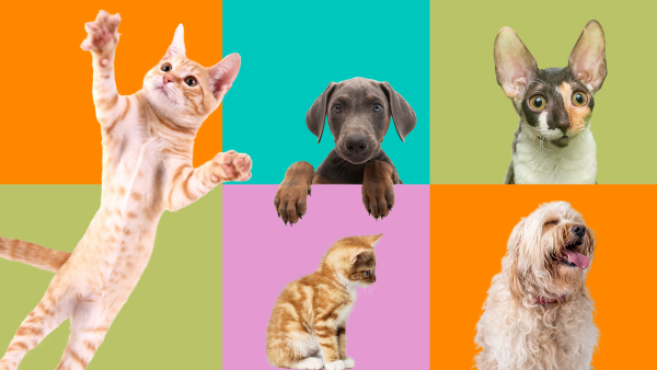 Pet Insurance | Online Pet Insurance Quotes | Co-op Insurance