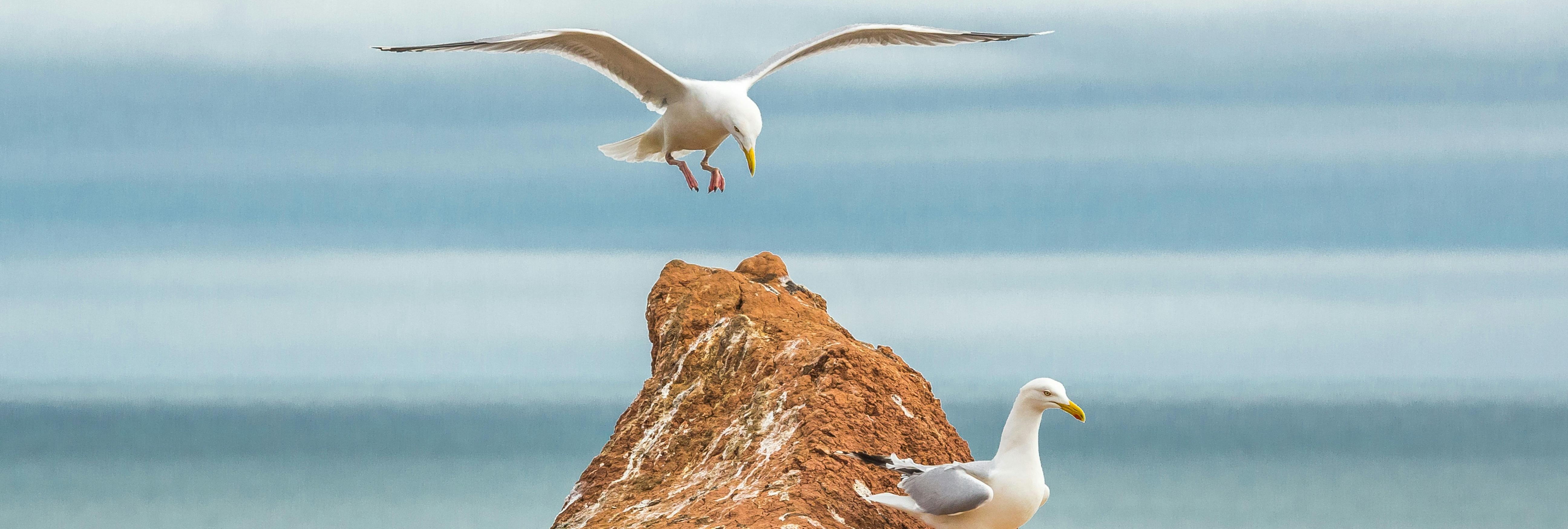 Image | Seagulls by the coast
