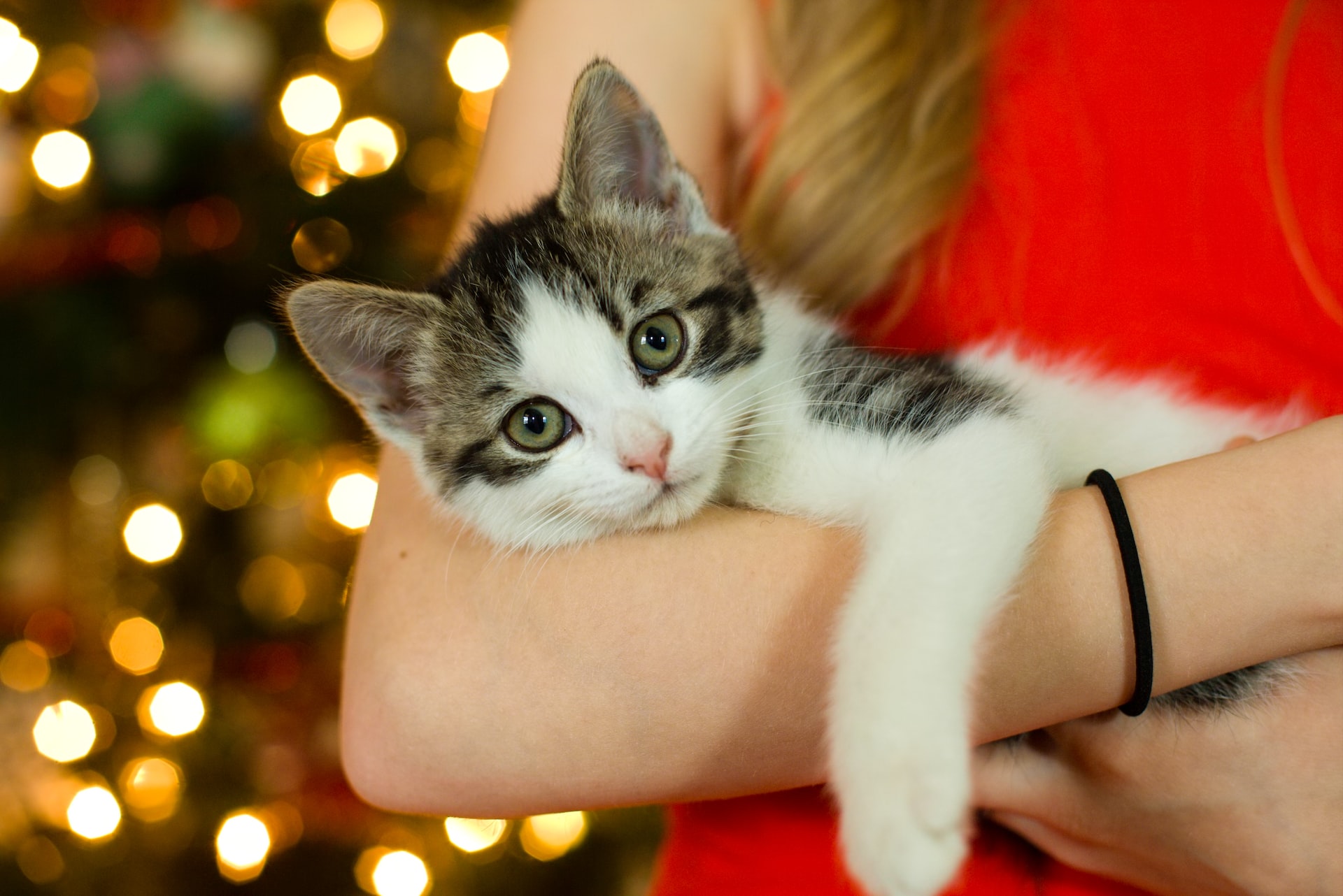 Tabby and white kitten being held by a woman. Christmas lights are visible in the background.