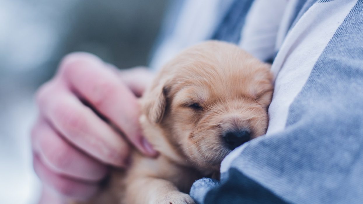 Person holding a puppy