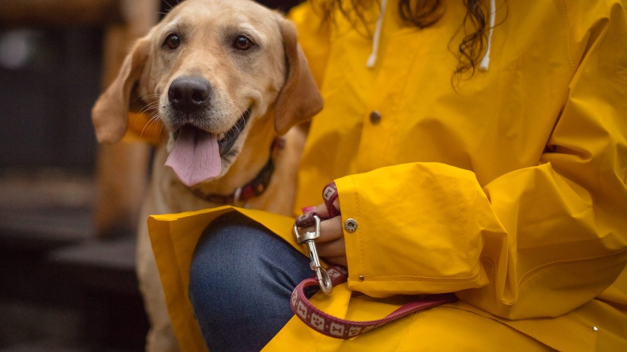 Dog with tongue out next to person in yellow coat
