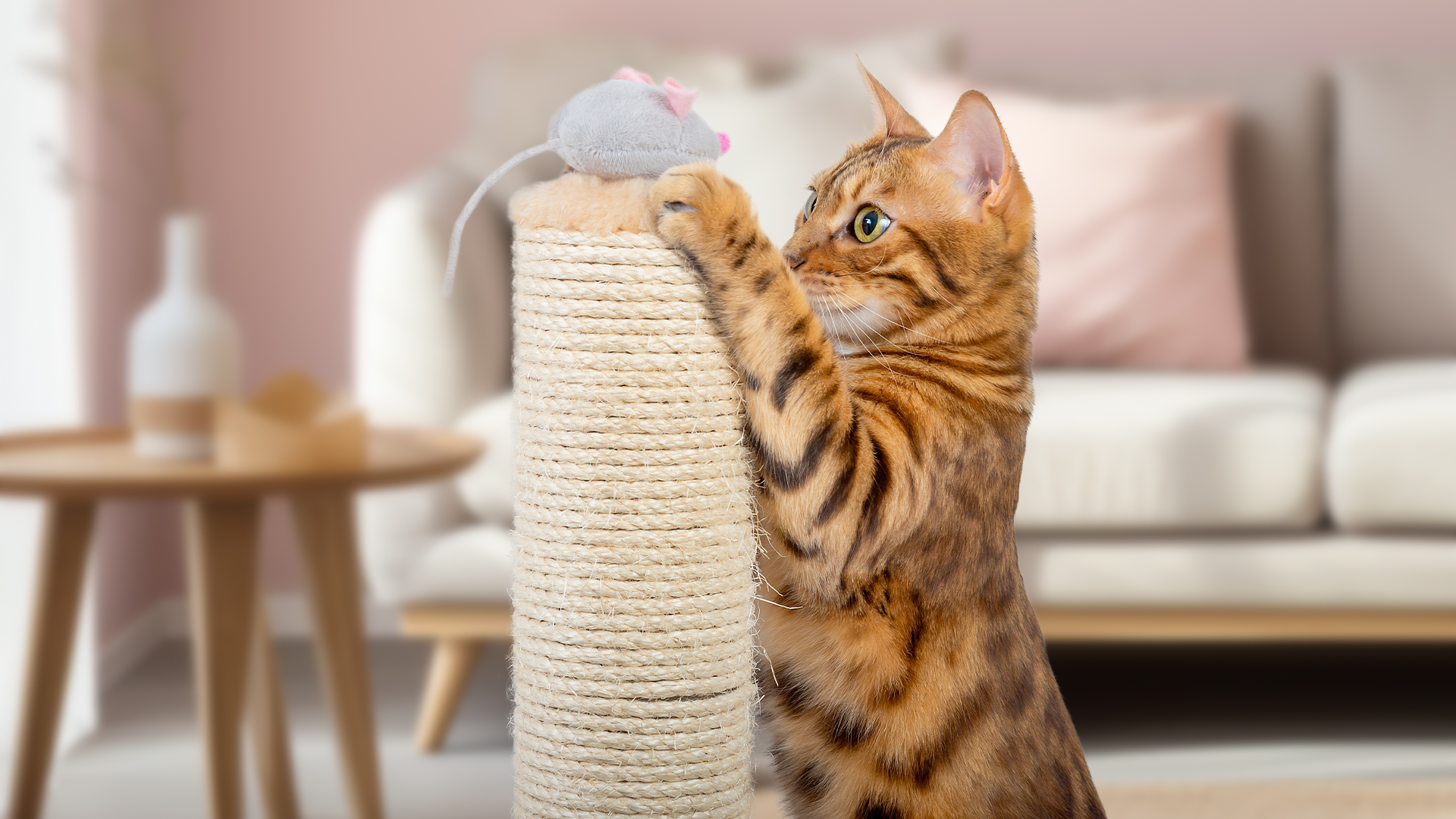 Bengal cat using a scratching post