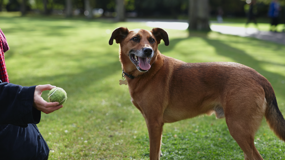 Dog waiting for person to throw a ball