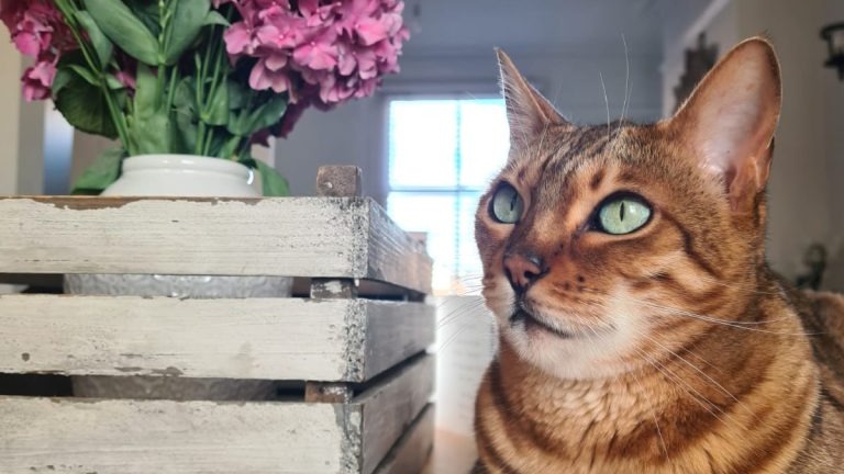 Cat next to flowers