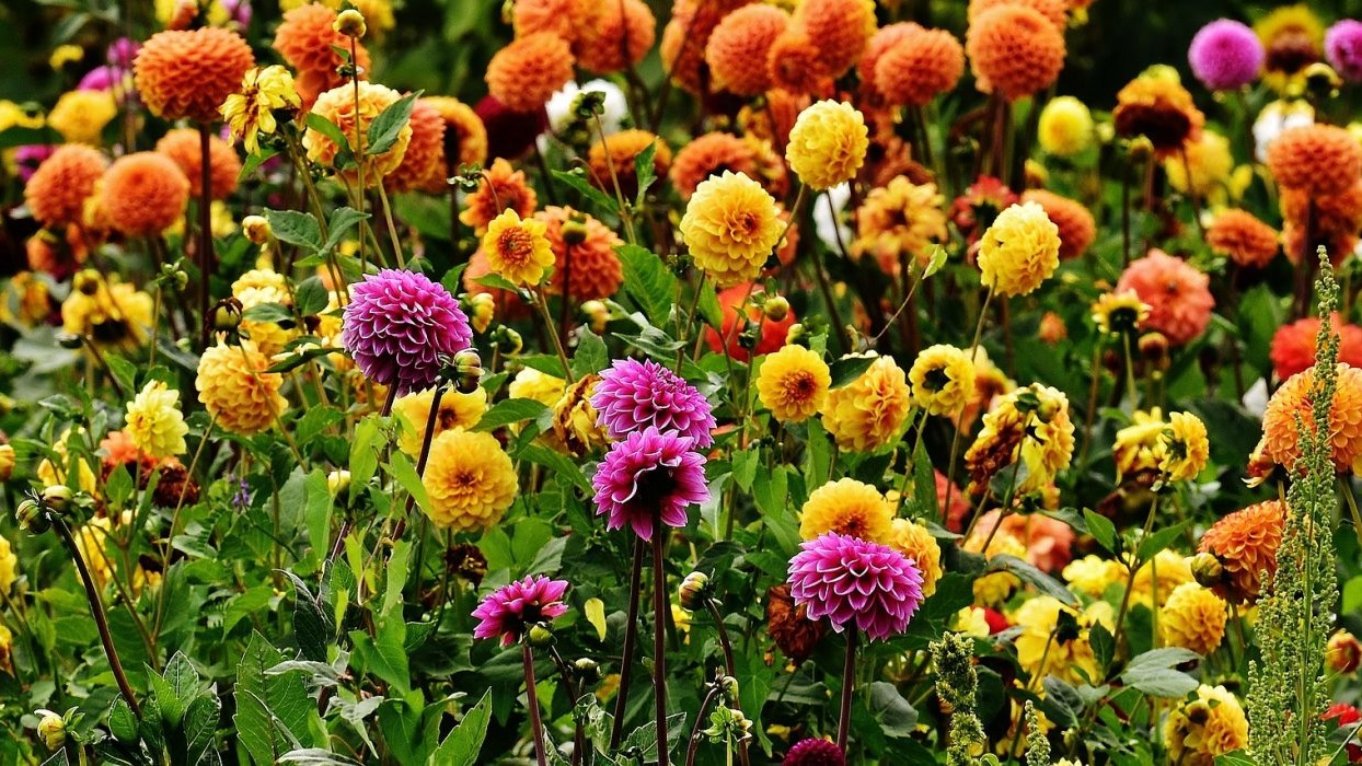 Flowers in the Autumn