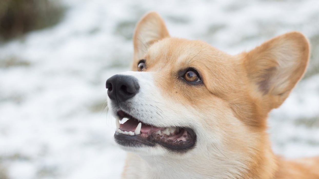 Dog looking at camera