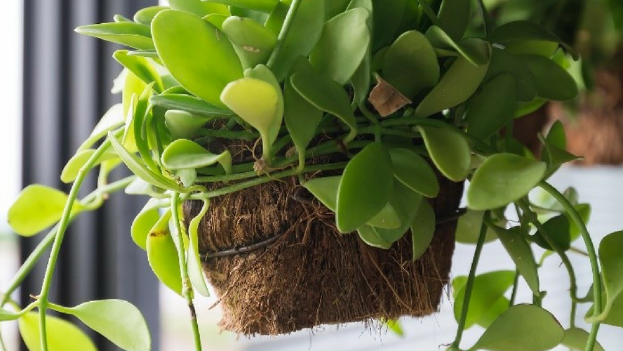 Hanging house plant