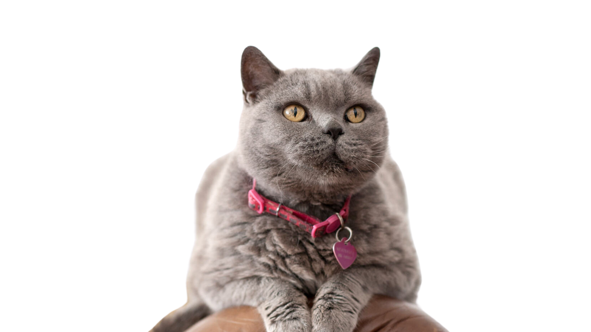 Grey fluffy cat with a red collar