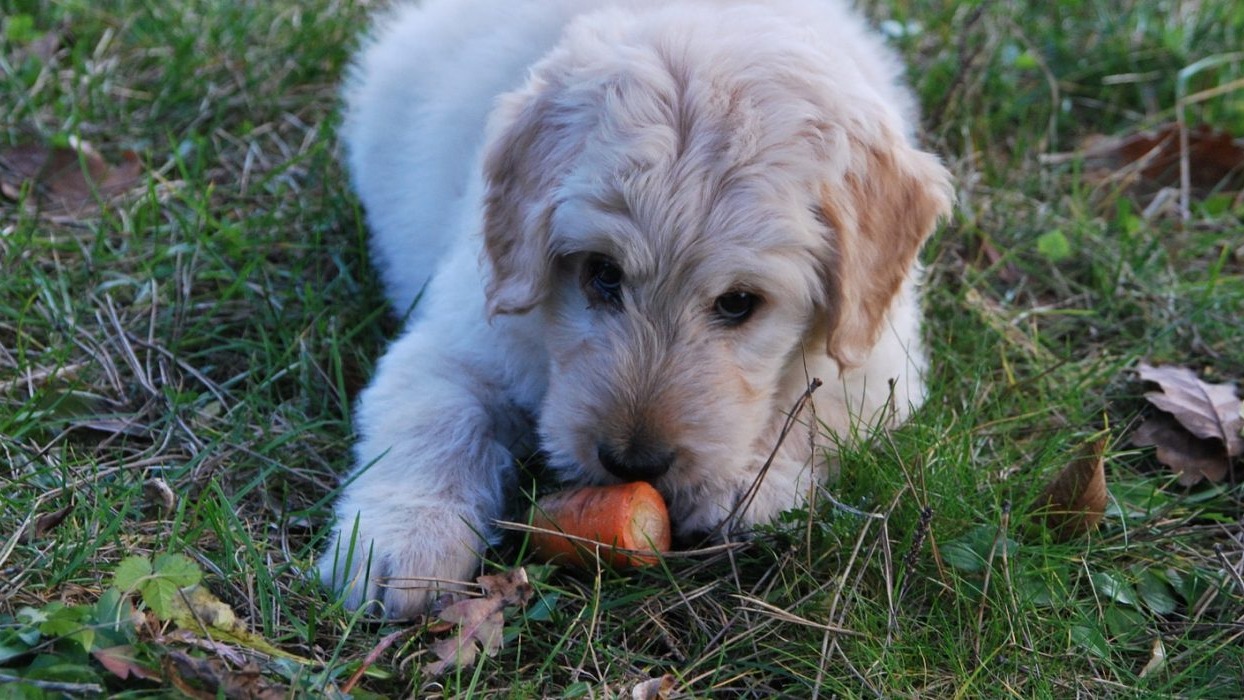 Dog lay on grass eating a carrot 