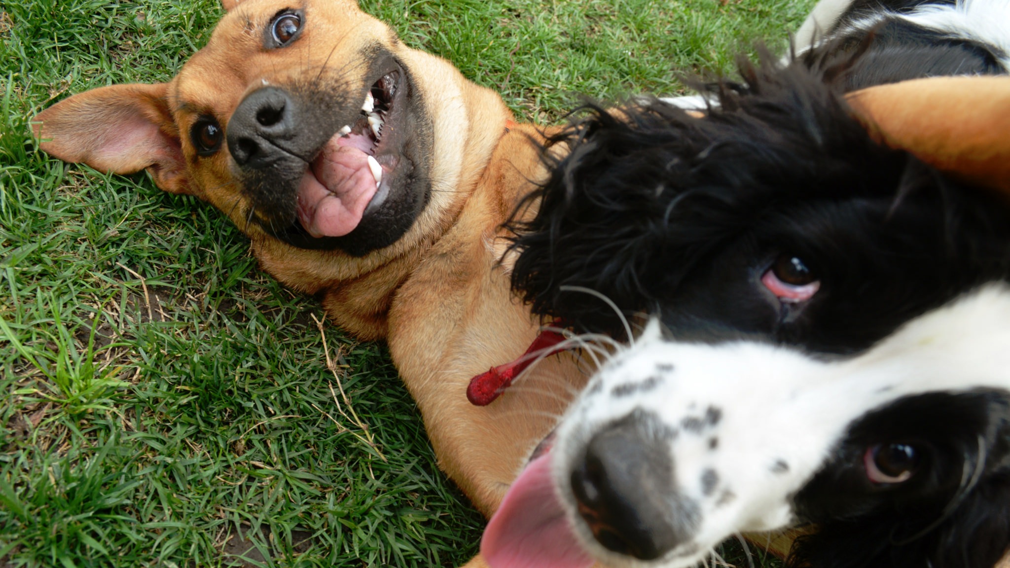 Two dogs playing on grass