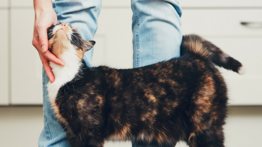 Cat being stroked by owner