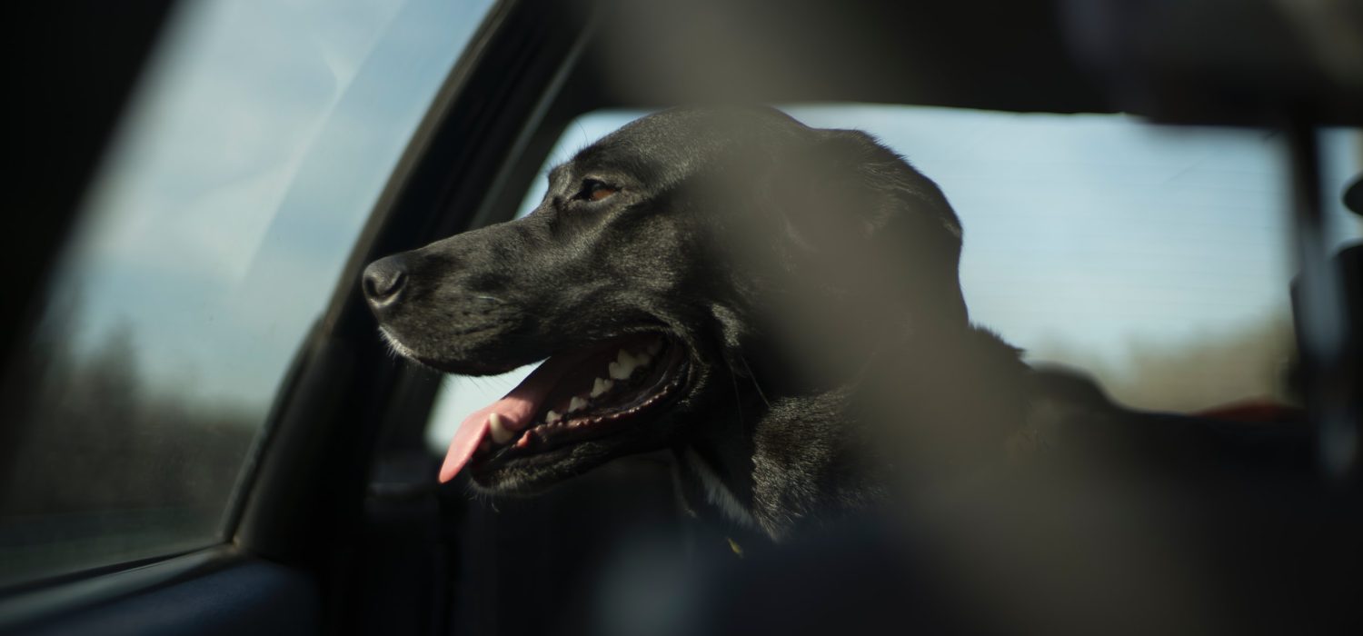 A dog sitting in a car, looking out the window