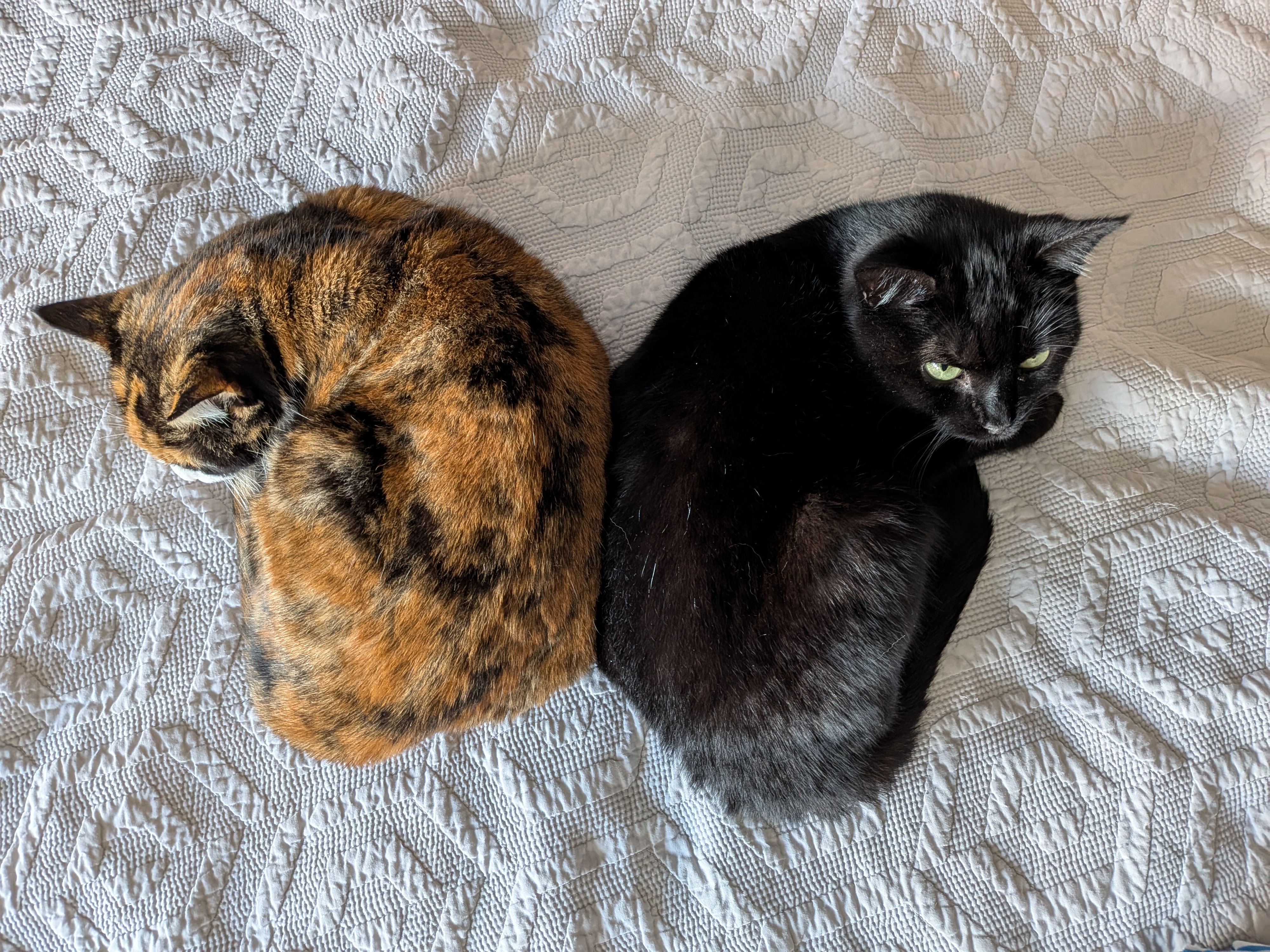 Two cats lying on a bed