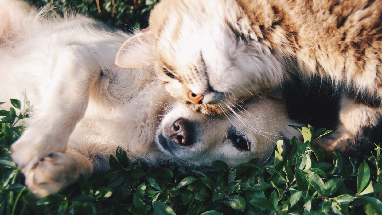 Dog and cat lying down on grass