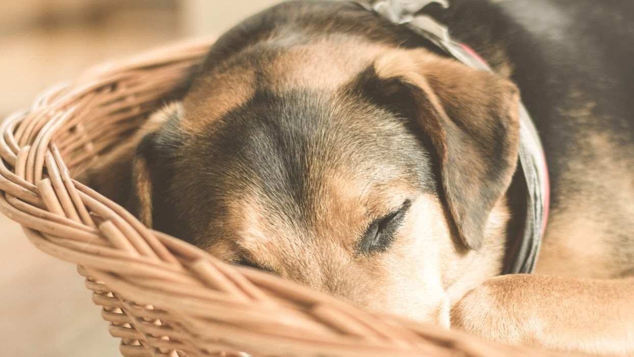 Dog sleeping in a basket