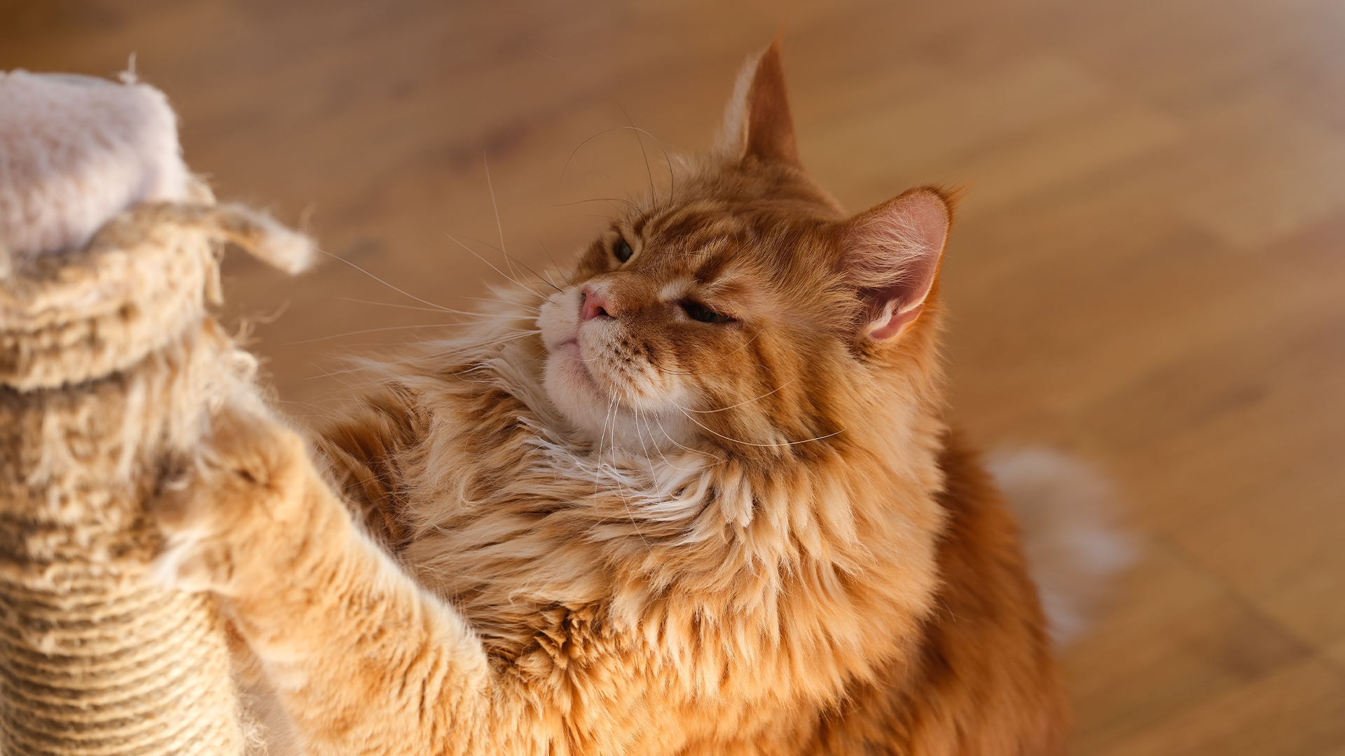Maine Coon using a scratching post 