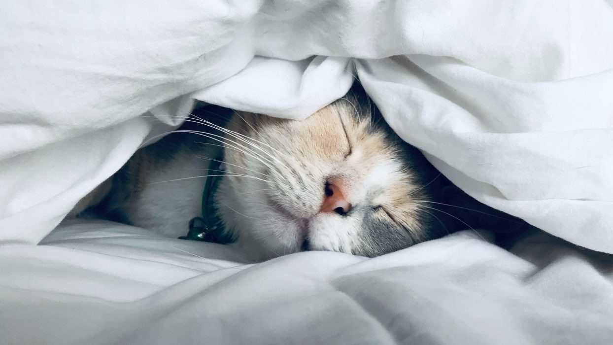 Cat sleeping underneath duvet