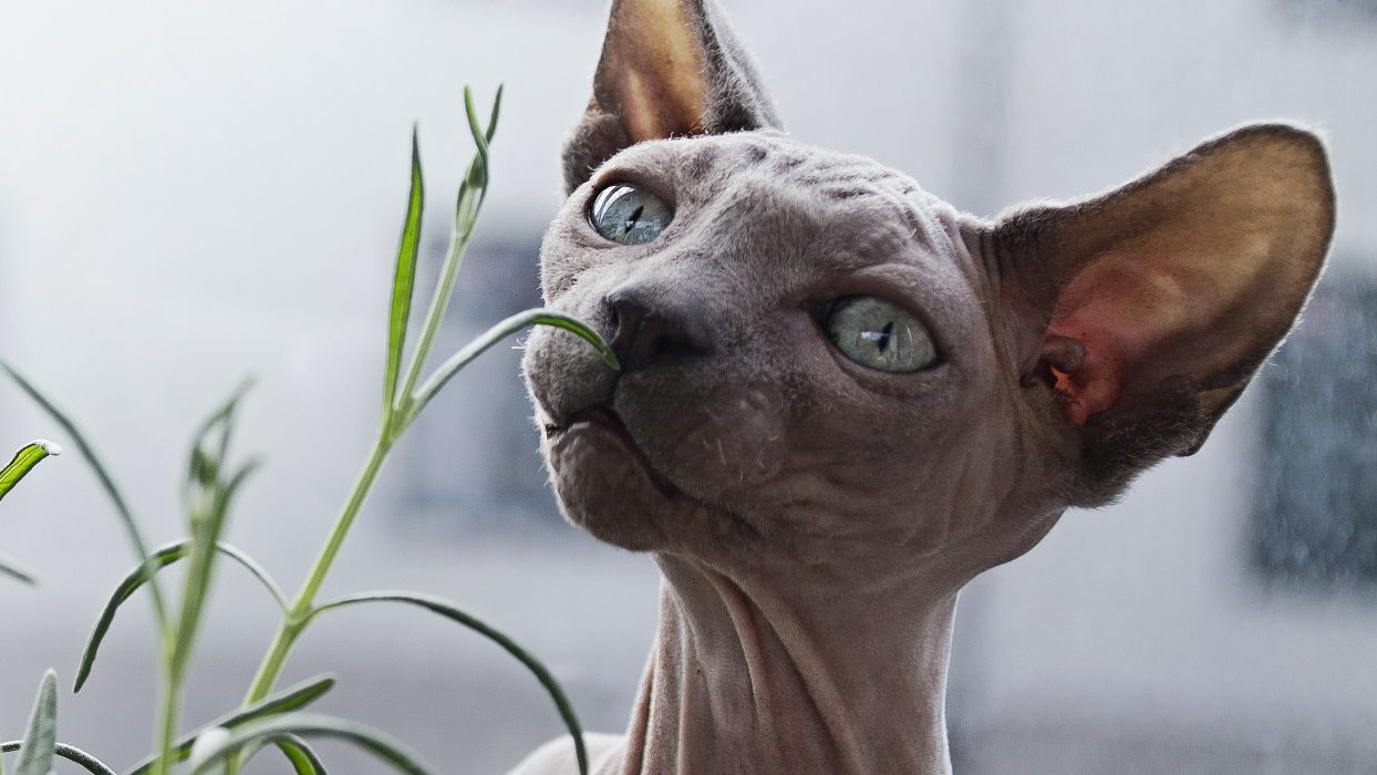 Cat looking at a plant