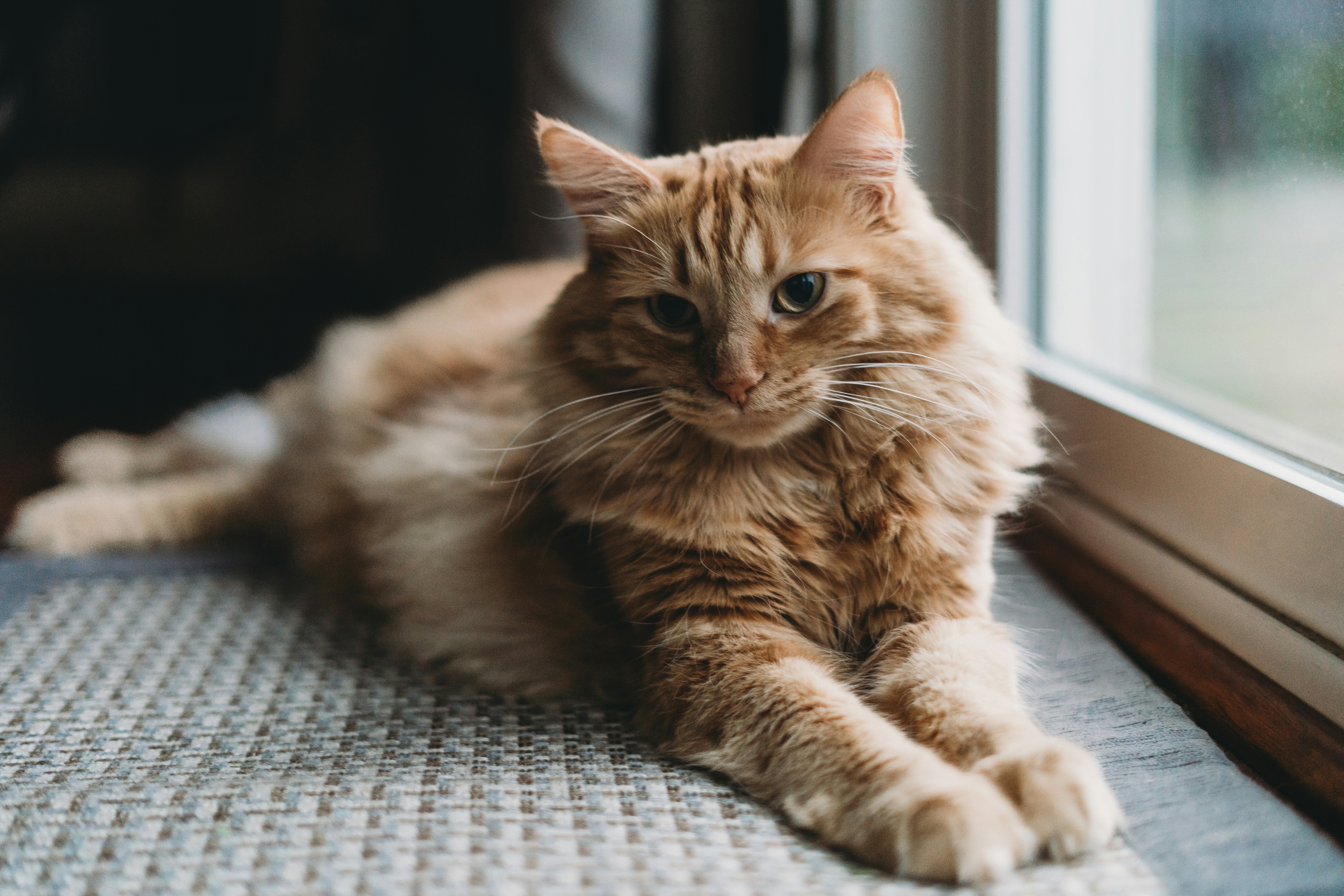Orange fluffy cat