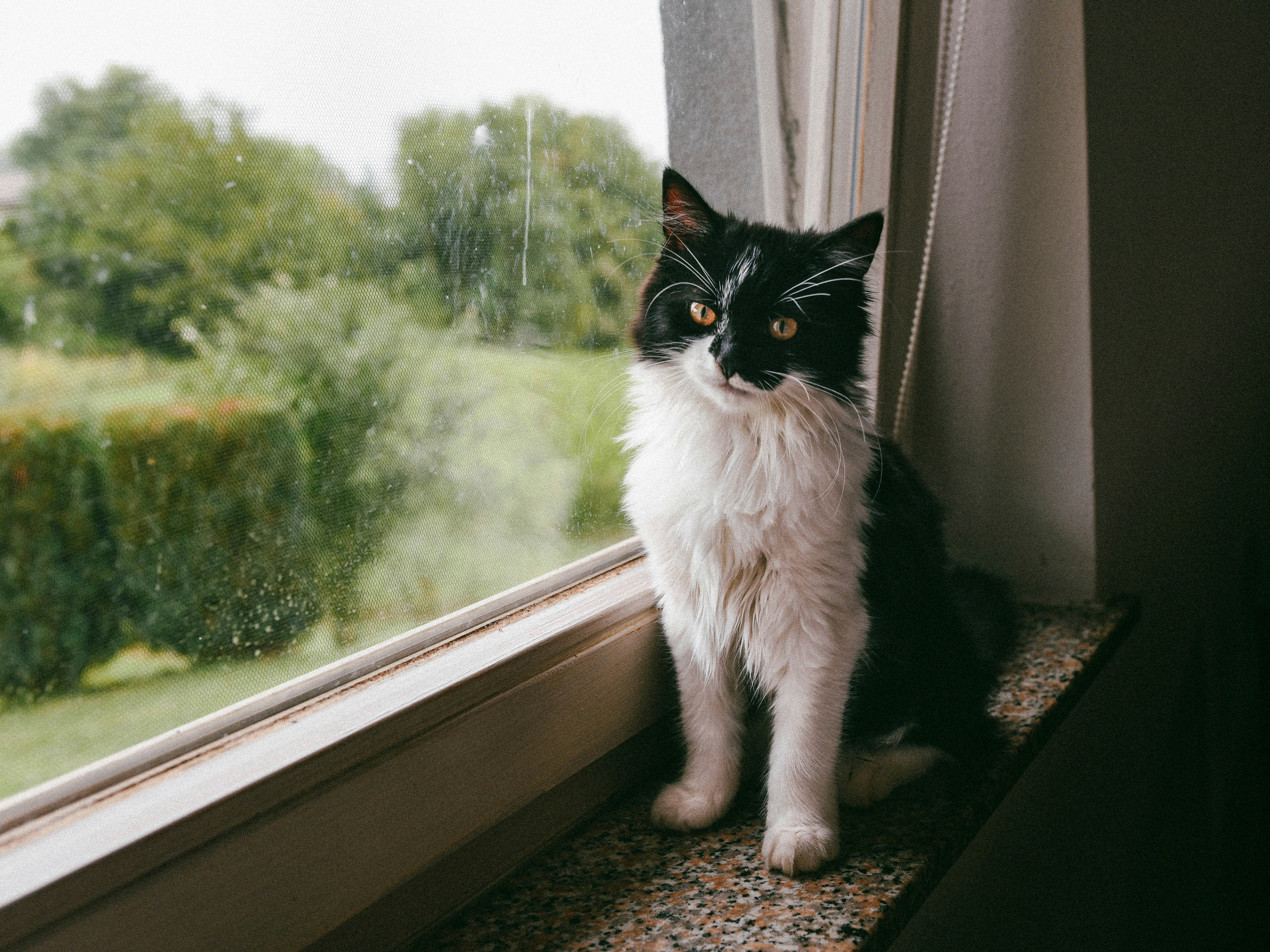 Black and white cat sitting in window lia-Sa9Mwmv2rIU